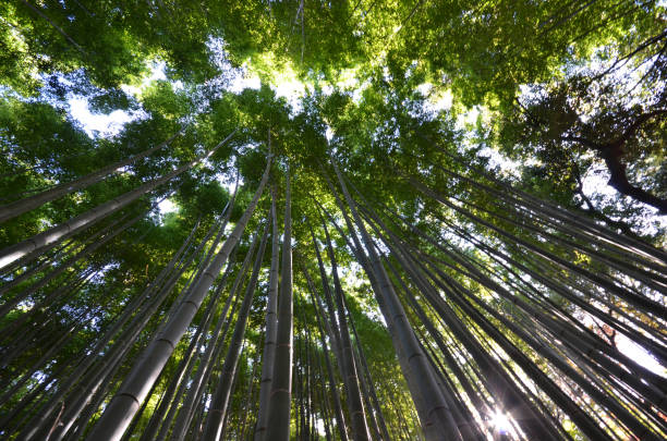 istock Bamboo grove, bamboo forest at Arashiyama, Kyoto 1057898150