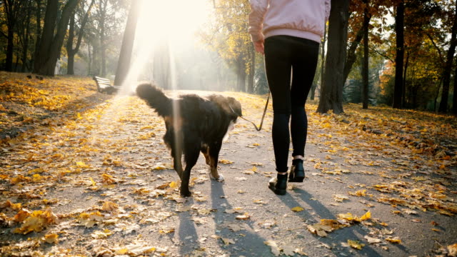 Woman walking with dog in park in autumn