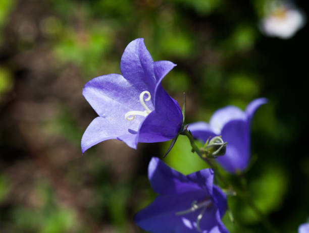 istock Campanula rotundifolia flower 1057899072