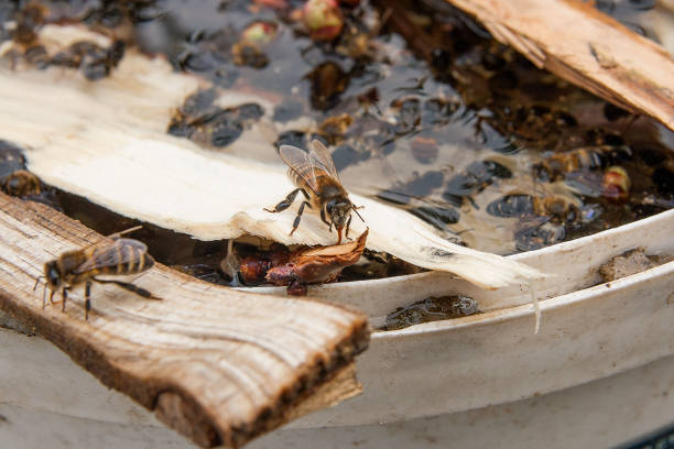 istock Bees drinking water in the summer. 1057901220