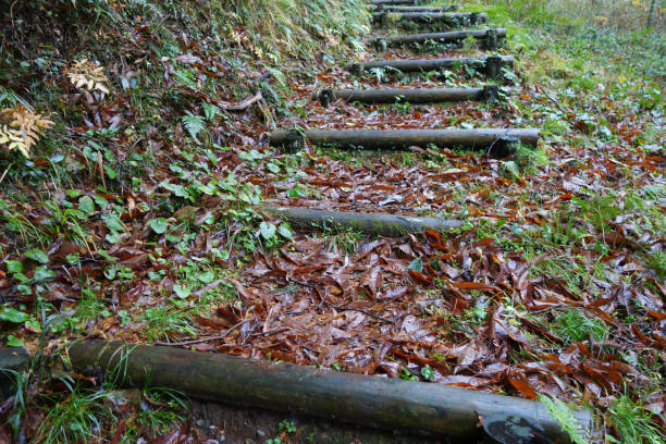 istock Wooden trunk steps in autumn forest 1057901524