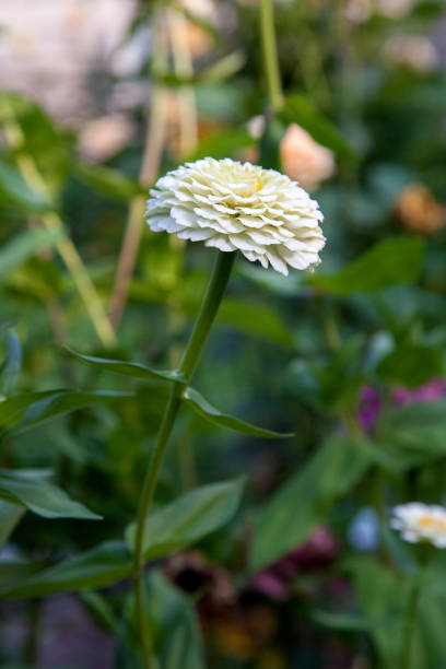 istock White zinnia flowers on the natural background. 1057901564