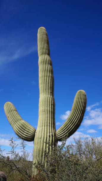 istock Cactus in the canyon in Arizona 1057906346