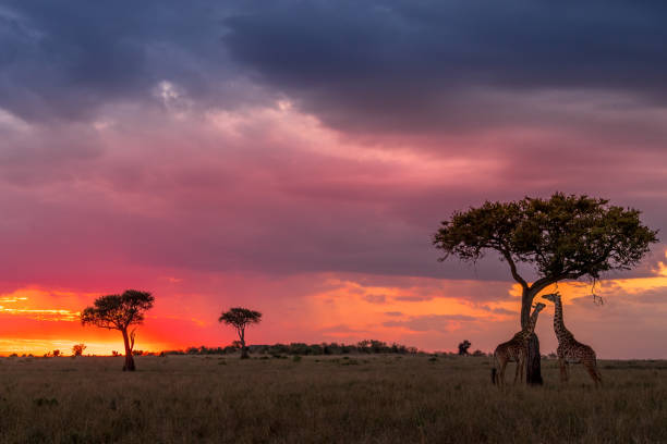 Sunset To Die For! This image of Giraffe is taken at Masai Mara in Kenya. masai giraffe stock pictures, royalty-free photos & images