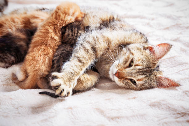 istock Mother cat nursing baby kittens 1057907452