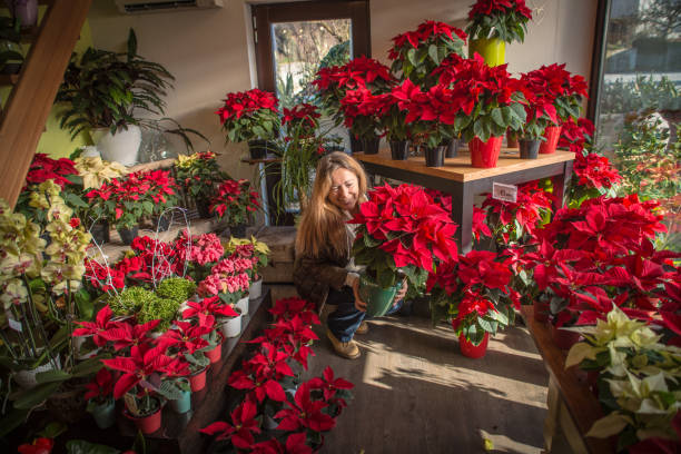mujer comprando flores de la poinsettia en la tienda de la flor madura - poinsettia flower potted plant plant fotografías e imágenes de stock