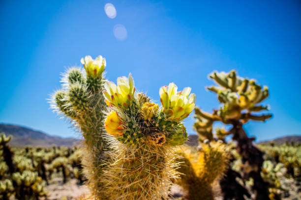 Chain Fruit Cholla Cactus in Joshua National Park, California