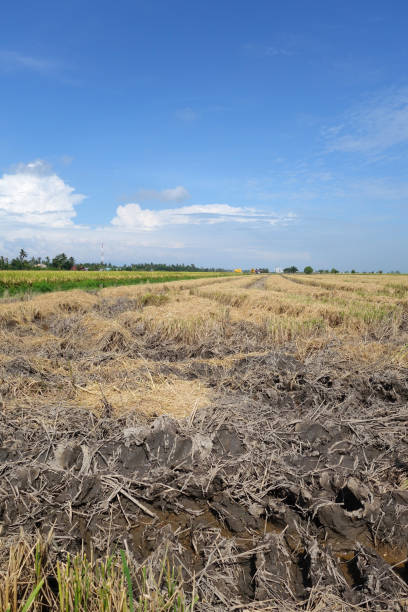 istock Paddy fields in Asia after harvest 1057913672