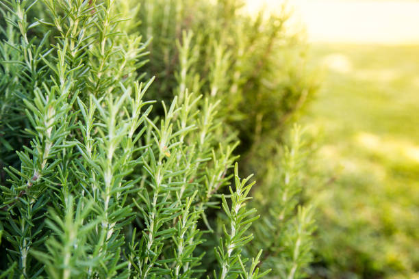 dulce rosemary herb crecen al aire libre. jardín de la hierba de romero - rosemary fotografías e imágenes de stock