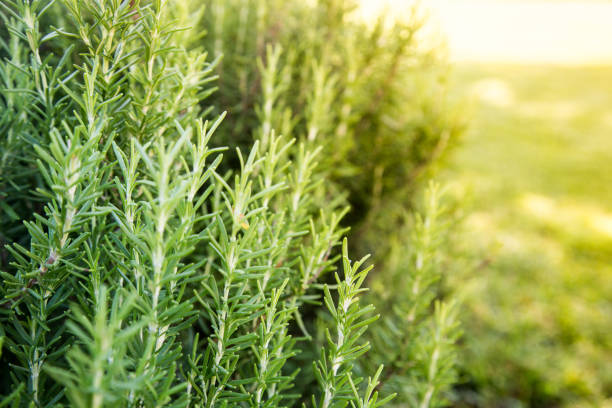 fresh rosemary herbe poussent en plein air. jardin d’herbes aromatiques de romarin - romarin photos et images de collection