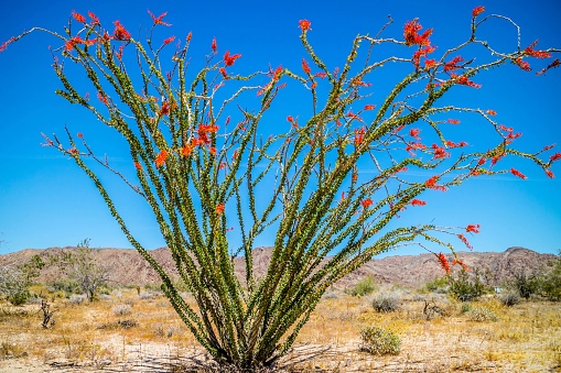 A colorful Ocotillo Cactus blooming in the desert of Joshua National Park