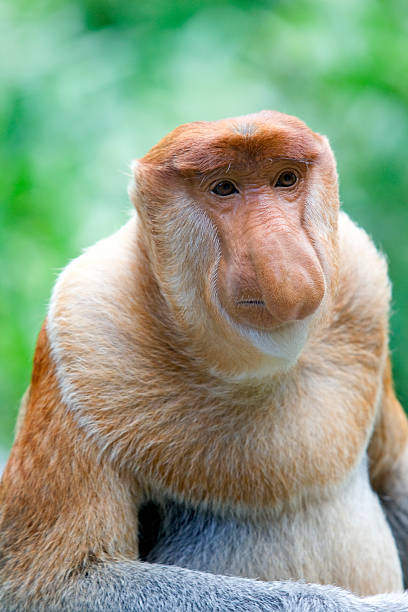 テングザル - monkey proboscis monkey malaysia island of borneo ストックフォトと画像
