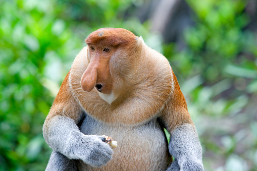 Group of wild orangutangs sitting on the tree in the jungles of North Sumatra, Indonesia