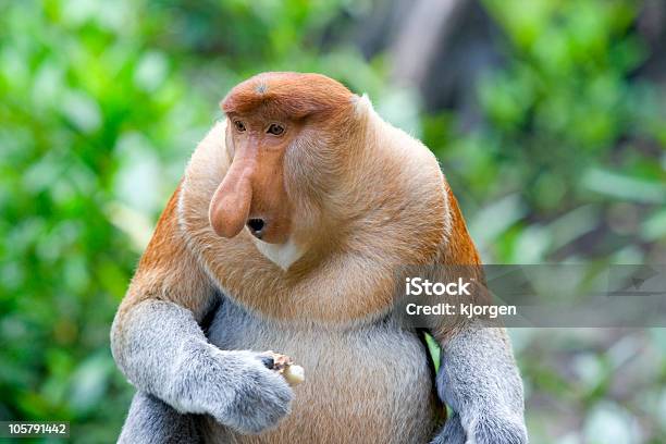 A Proboscis Monkey In A Lush Exotic Forest Stock Photo - Download Image Now - Proboscis Monkey, Monkey, Mangrove Tree