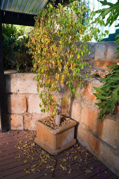 istock Autum leaves in a plant pot 1057915170