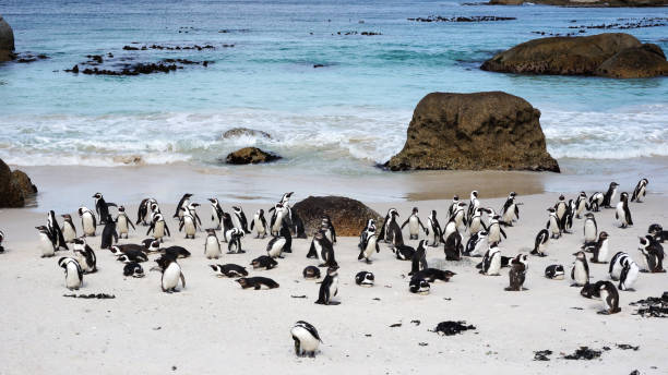 африканские пингвины на боулдерс-бич - cape town jackass penguin africa animal стоковые фото и изображения