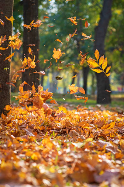 istock falling yellow maple leaves in autumn park 1057916354