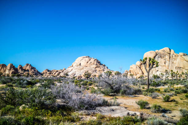 istock Willow Hole Rocks in Joshua Tree National Park, California 1057917860