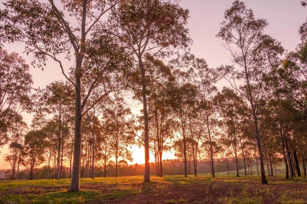 istock Epic sunset in a park with trees and grass 1057917978