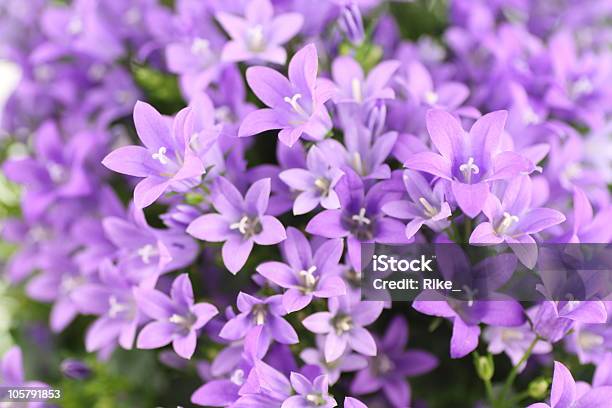 Bluebellscampanula Carpatica - Fotografie stock e altre immagini di Ambientazione interna - Ambientazione interna, Campanula - Fiore delle zone temperate, Campanula soldanella