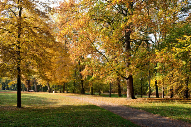 istock Maple strees in the park in the autumn 1057919008