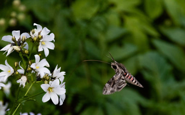 istock Hawk moth collects pollen from white flower 1057920364