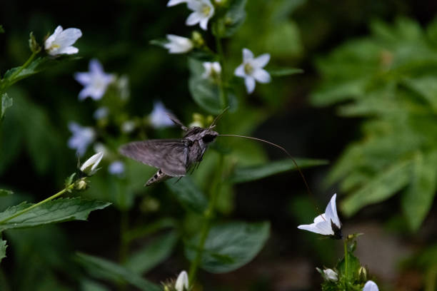istock Hawk moth collects pollen from white flower 1057920396