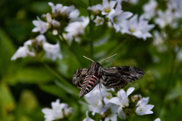 istock Hawk moth collects pollen from white flower 1057920414