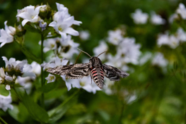 istock Hawk moth collects pollen from white flower 1057920418