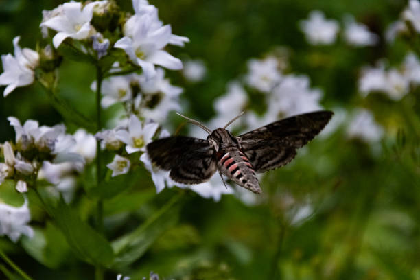 istock Hawk moth collects pollen from white flower 1057920426