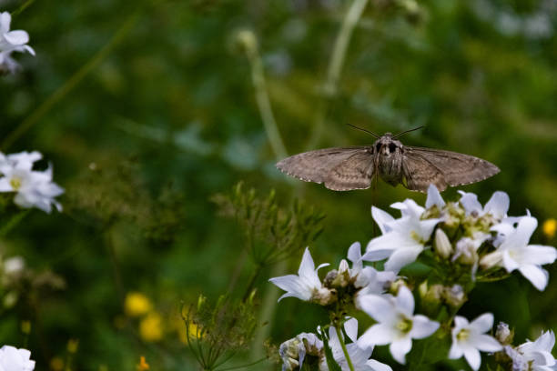 istock Hawk moth collects pollen from white flower 1057920434