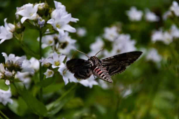 istock Hawk moth collects pollen from white flower 1057920446