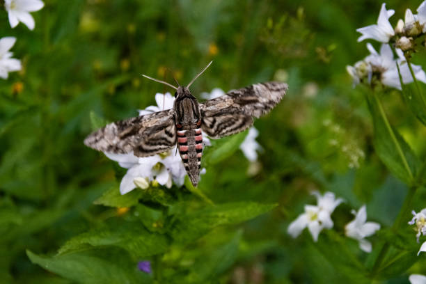 istock Hawk moth collects pollen from white flower 1057920460