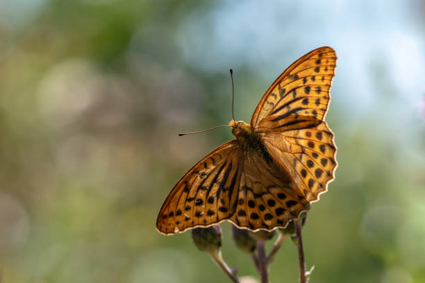 Beautiful large orange butterfly Close up macro of a large orange and black spotted butterfly. Silver-washed fritillary. Argynnis paphia. Sitting on a flower with wings spread out. and gorgeous bokeh in the background silver washed fritillary butterfly stock pictures, royalty-free photos & images