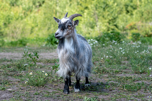 Close up portrait of a goat with long white and gray hair, standing in the shadow in a green pasture with sunshine in the background