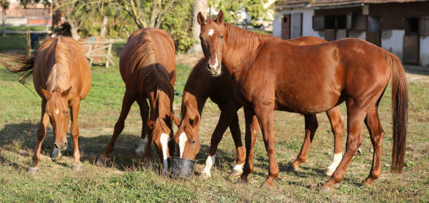 istock Young horses enjoys sunbathing in a warm summer day 1057926334