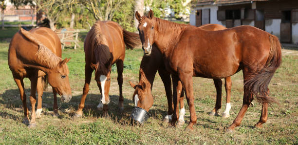 istock Young horses enjoys sunbathing in a warm summer day 1057926342