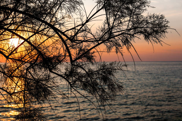 istock Sunset over the sea through the branches of tree 1057928632