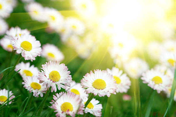 istock field of daisies 105792963