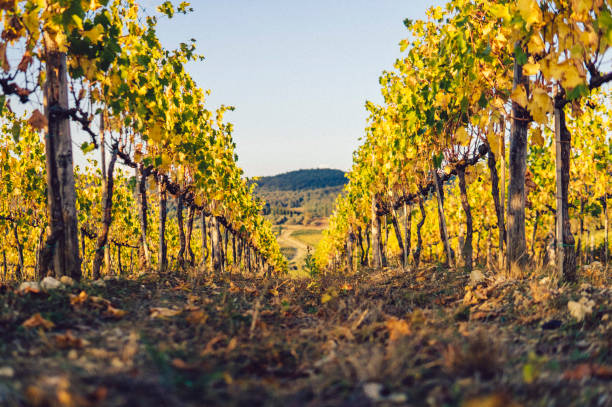 automne en toscane - sun sunlight italy florence italy photos et images de collection