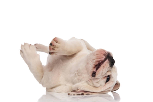 istock joyful white puppy rolling and playing 1057929868