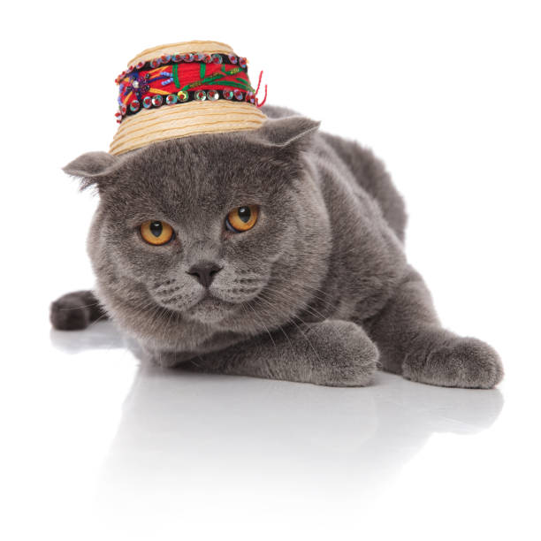 istock adorable scotish fold wearing a traditional hat while resting 1057930024