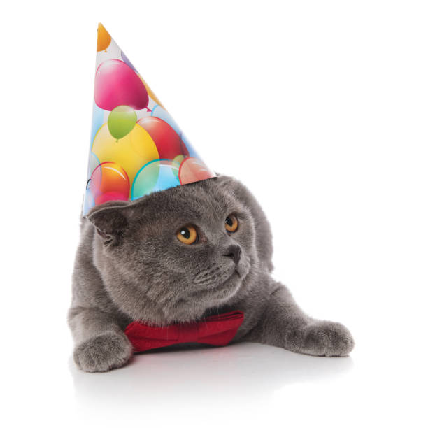 istock cat with birthday hat and bowtie looks up to side 1057930236
