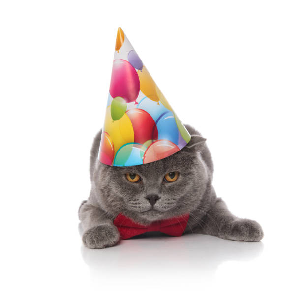 istock gentleman scotish fold is celebrating its birthday 1057930248