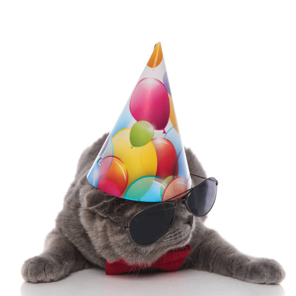 istock cool grey gentleman cat with birthday hat looks to side 1057930288