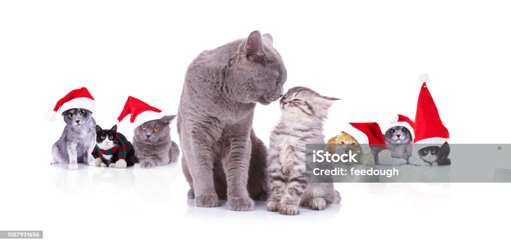 Cặp Đôi Mèo Đáng Yêu Chia Sẻ Tình Yêu Trước Những Chú Mèo Già Noel Hình Ảnh  Sẵn Có - Tải Xuống Hình Ảnh Ngay Bây Giờ - Istock