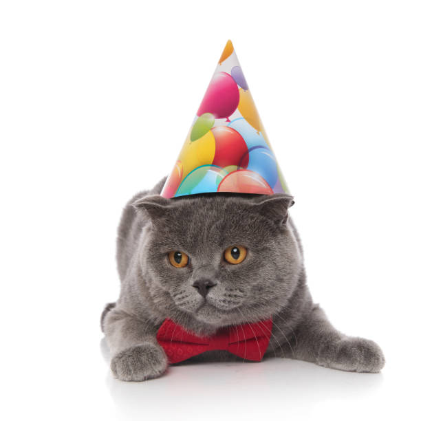 istock elegant scotish fold with birthday hat looks down to side 1057931722
