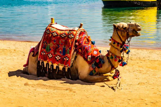 Photo of Resting camel on sand beach. Sharm-el-Sheikh, Egypt