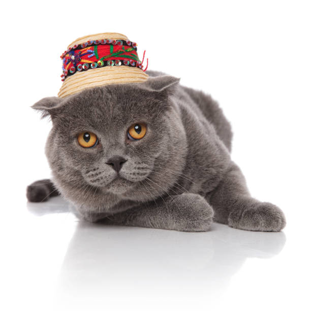 istock grey scotish fold wearing a straw hat lying 1057931822