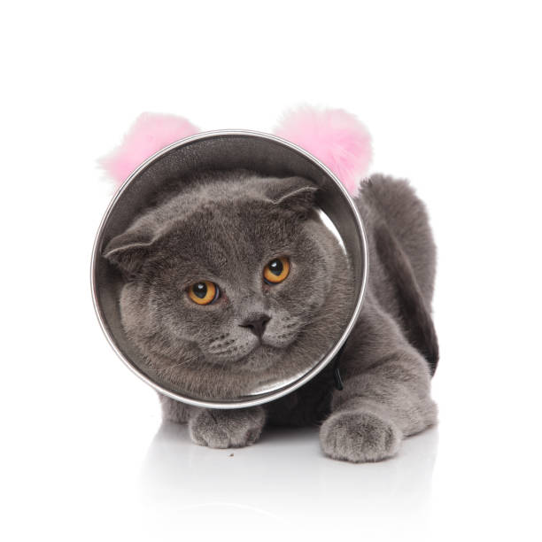 istock cute lying scotish fold wearing cone and pink ears headband 1057931842